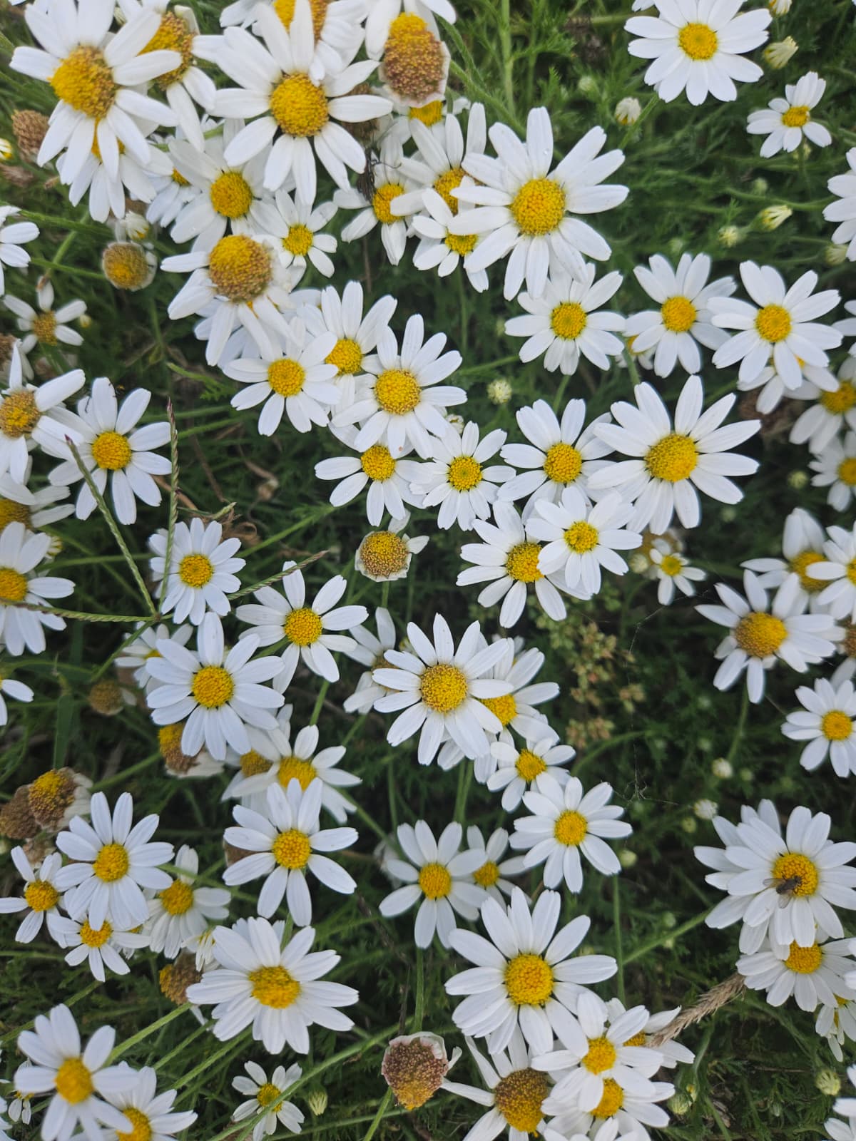 Kamillenblüten aus Tessas Garten